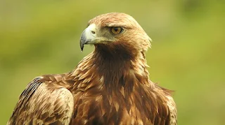 Golden Eagle