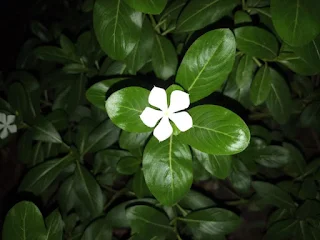 White Madagascar Periwinkle flower