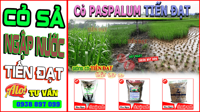 Giống cỏ ubon paspalum - Giống cỏ chịu ngập nước, đất chua phèn