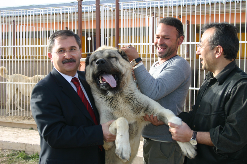 mutlu kangal boyle olur