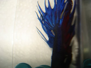 crowntail