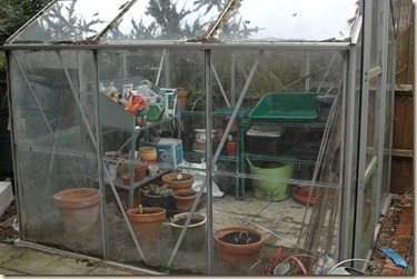 garden a day 004