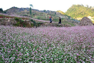 Dong Van plateau – Ha Giang - Vietnam