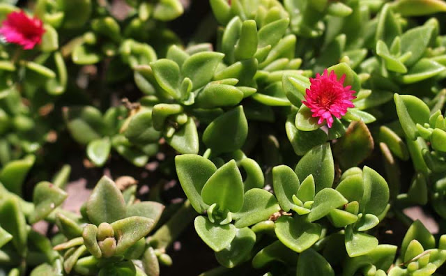 Aptenia Cordifolia Flowers Pictures