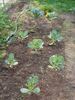 garden view: lettuces and kale; a some small weeds in recently cultivated soil