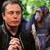 macaco consegue jogar vídeo game com chip implantado no cérebro da Neuralink, diz Elon Musk