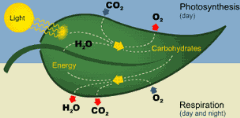 Respiration vs Photosynthesis