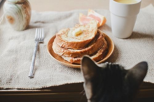 cute-cat-17
