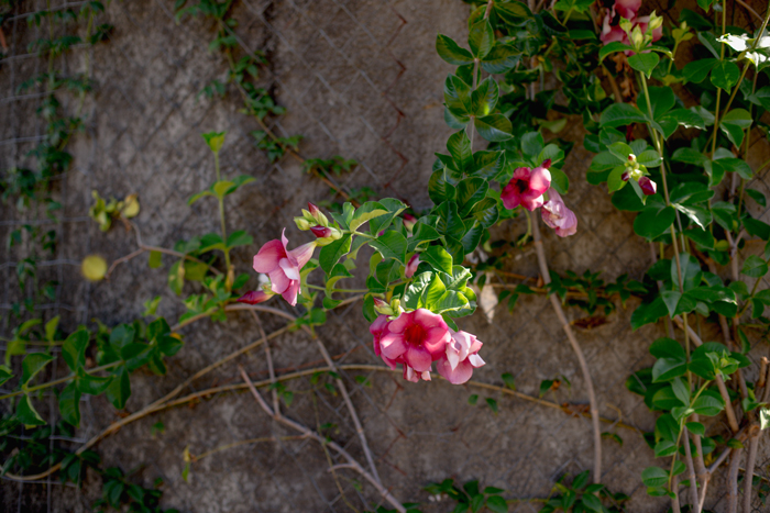 pink climbing flower
