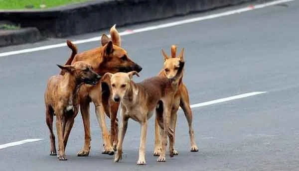 Thiruvananthapuram, News, Kerala, Case, Police, Complaint, Case against Five persons for killing dogs.