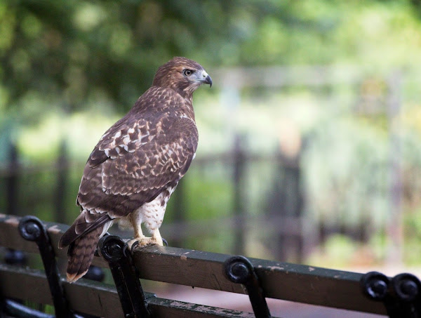 Tompkins Square red-tail fledgling 11