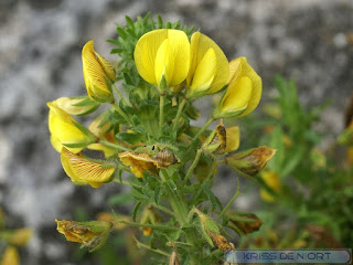 Bugrane jaune - Ononis natrix 