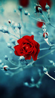  Rose HD Wallpapers | Backgrounds - Wallpaper