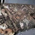 700 ekor kucing disumbat dalam sangkar, 'sedia untuk dihidangkan sebagai makanan'