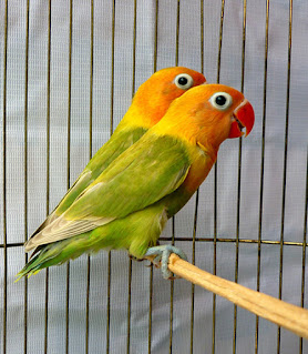 Mari Belajar Warna-warna Burung Lovebird