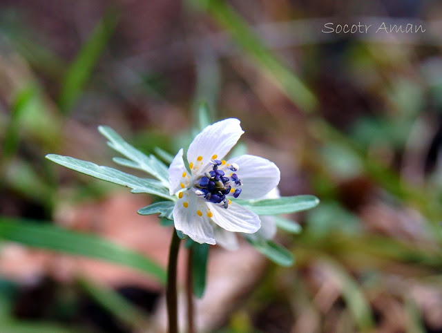 Shibateranthis pinnatifida