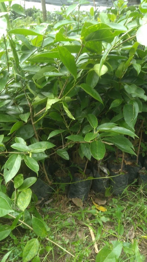 bibit tanaman cincau perdu cepat tumbuh banten Sorong