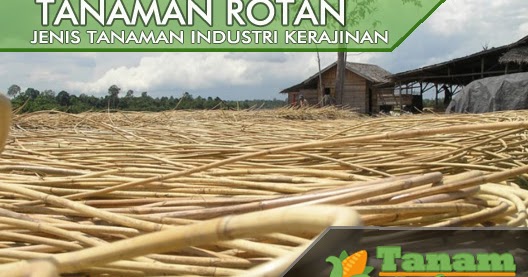  Rotan  Jenis Tanaman Industri Untuk Sektor Kerajinan 