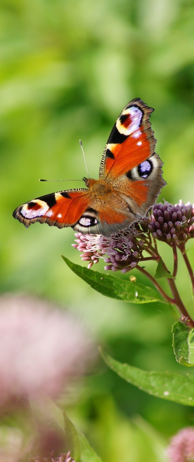 Peacock butterfly with wings spread out.