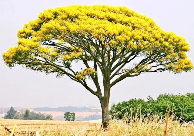 Dicas e cuidados sobre a Guapuruvu Schizolobium parahyba