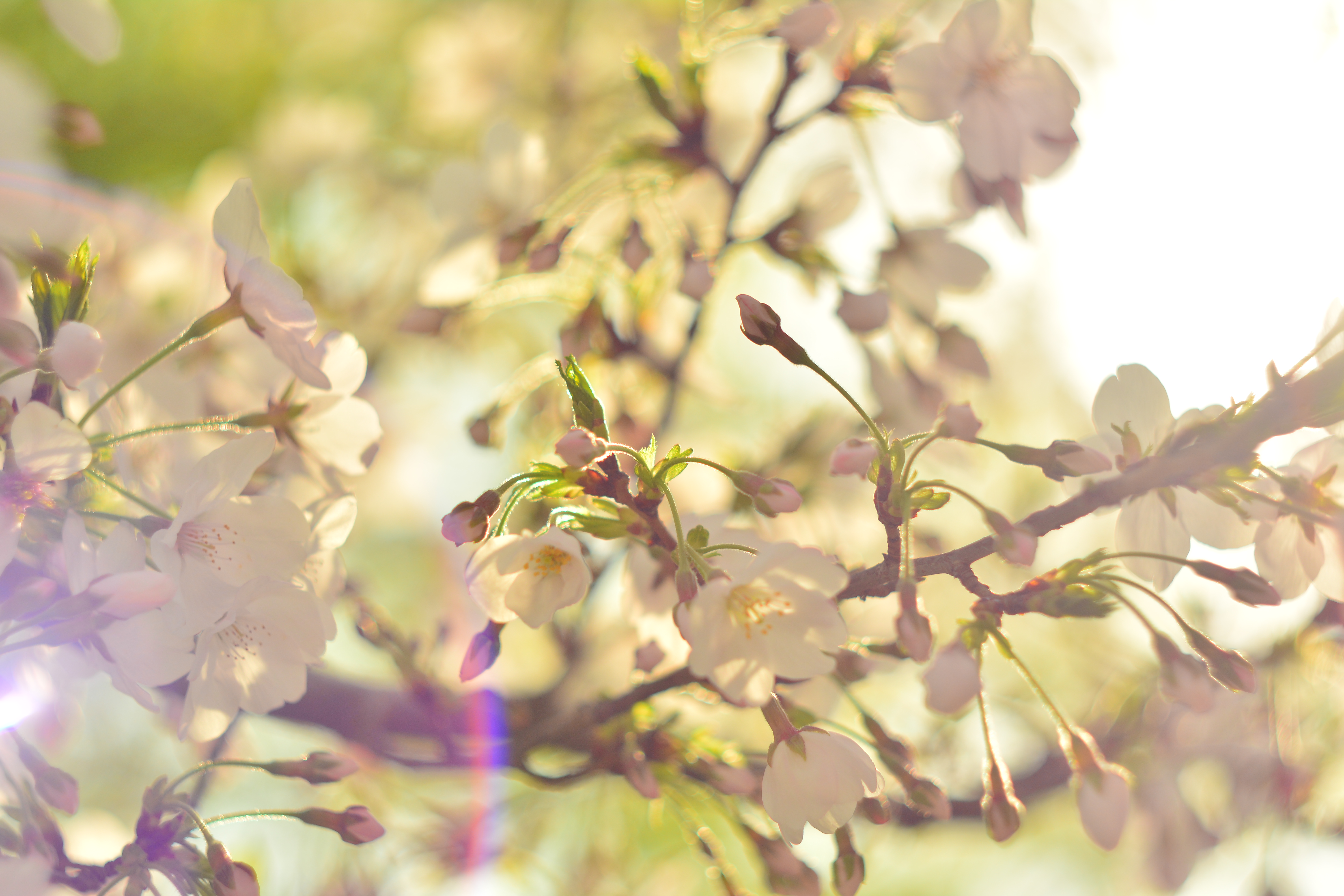 桜　Cherry blossom d5200 nikon helios44-2 old lens