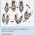 Penjelasan Mengenai Euglenophyta (Ciri-ciri, Bentuk, Dan Cara Reproduksi)