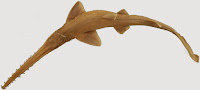 http://sciencythoughts.blogspot.co.uk/2014/03/a-new-species-of-sawshark-from.html