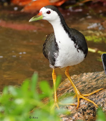 "White-breasted Waterhen, on the lookout, on a rock."