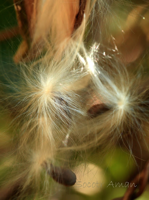 Marsdenia tomentosa