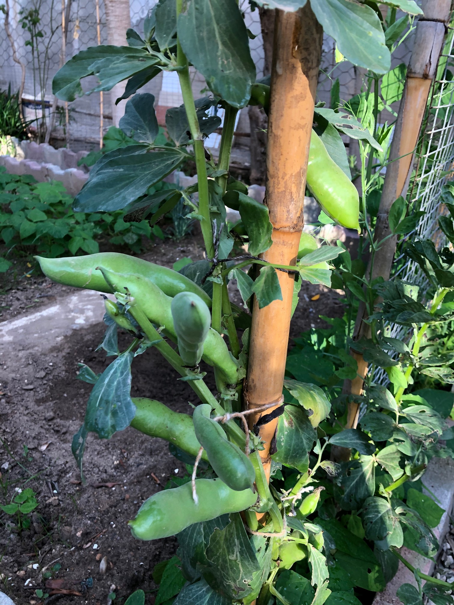 By integrating broad beans into crop rotation cycles, farmers harness the natural nitrogen-fixing abilities of broad beans, ensuring healthier, more resilient soils for future generations.