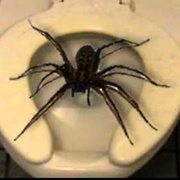 Toilet Seat Spider