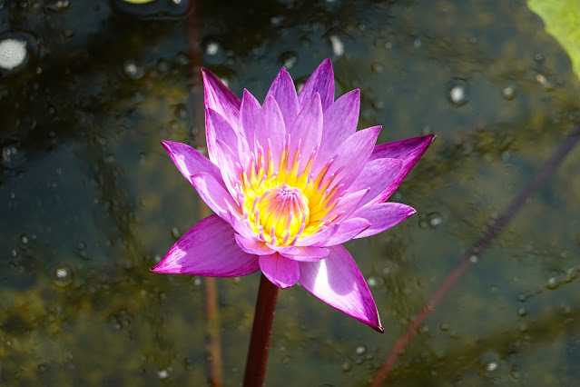 鳥取県西伯郡南部町鶴田　とっとり花回廊　フラワードーム　ヒツジグサ（未草）