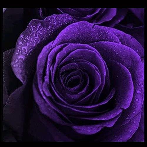 রক্তবেগুনী গোলাপ ফুলের ছবি - Picture of purple rose flower - গোলাপ ফুলের ছবি ডাউনলোড - বিভিন্ন রঙের গোলাপ ফুলের ছবি ডাউনলোড - rose flower - NeotericIT.com