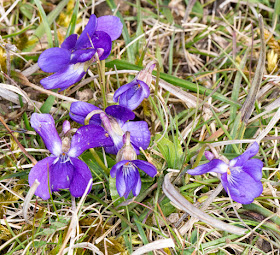 Hairy Violets in Trosley Country Park.  27 March 2015.