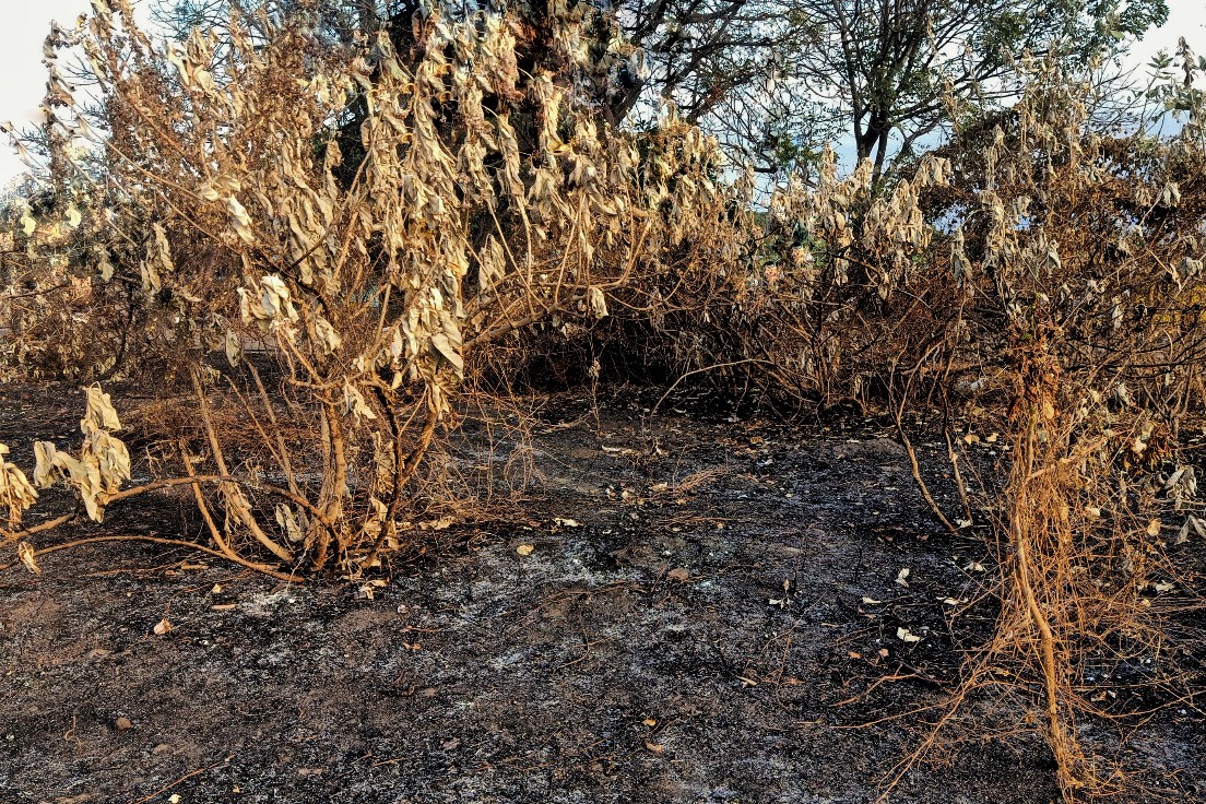 kebakaran hutan dan lahan uwan urwan