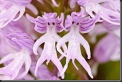 weird-orchis-italica-aka-naked-man-orchid_xcx_frmimg_1342944648-3979