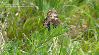 Aglais urticae DSC106387