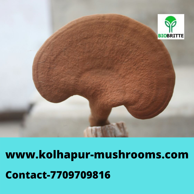 Scope Of Ganoderma Mushroom In Janabiyah | Buy Ganoderma Mushroom Online In Bahrain  | Ganoderma Mushroom Spawn Exporter.