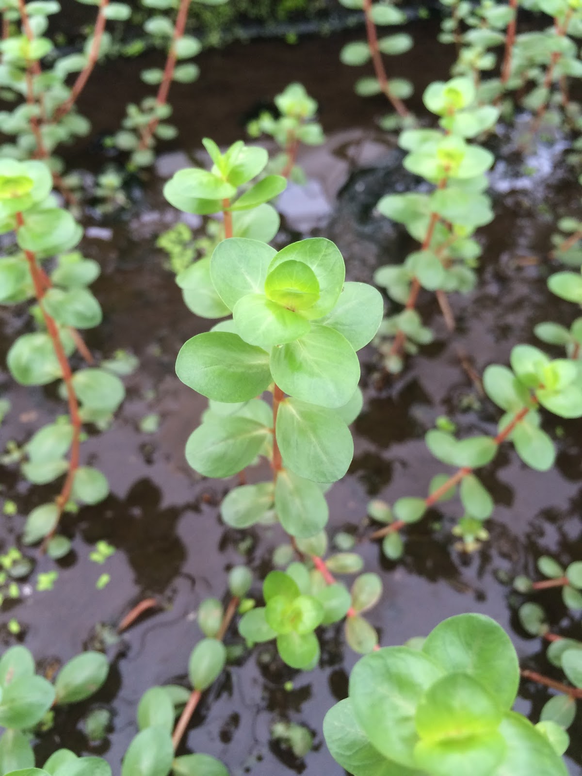 Cuorefarmblog 本日のおすすめ水草 ロタラ インディカ 水上葉