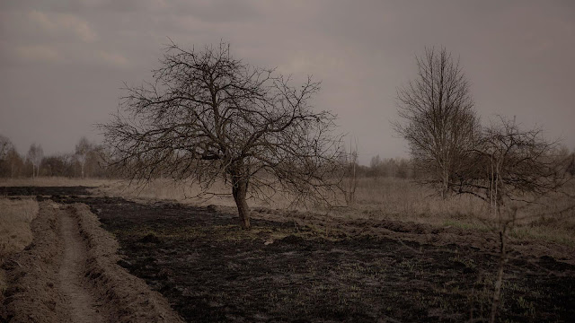 Chernobyl Apple Trees