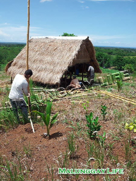 moringa-farm-shelter-hut