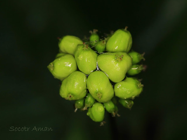 Panax japonicus