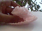 HNI_0029