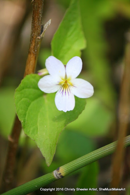 A single white violet wildflower with tinges of deep purple viewed up close.