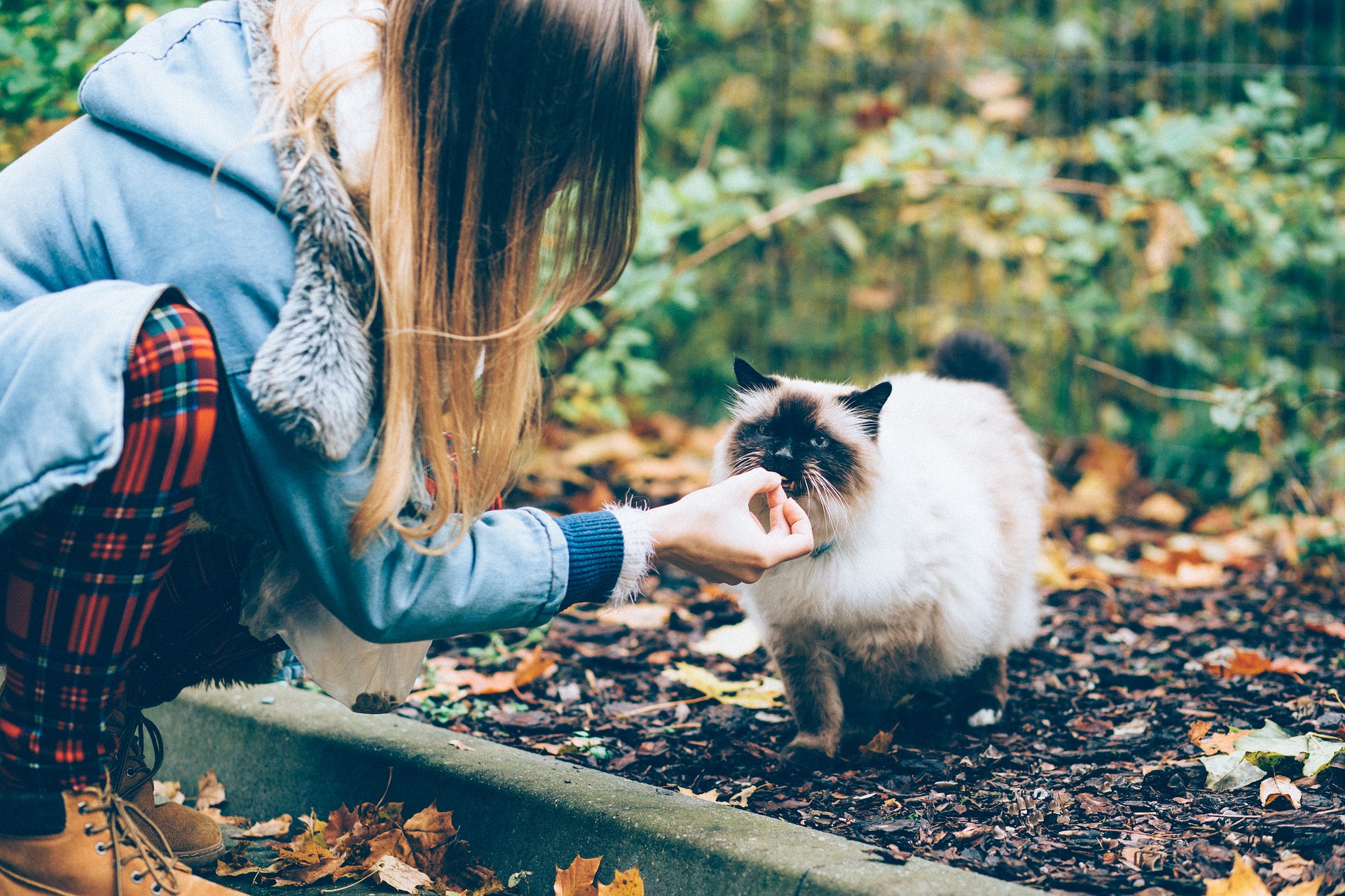 5 Bahaya  Memelihara  Kucing Di  Dalam  Rumah  alamlusvi com