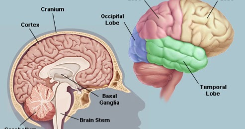 ANEKA CARA TIPS TRIK: 10 Misteri Otak Yang Belum Terpecahkan
