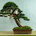 The Ancient Art of Bonsai: Gallery Junipers (Part 3).