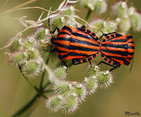 Graphosoma lineatum italicum.