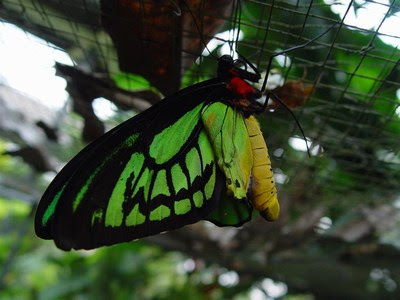 Bali Butterfly Park