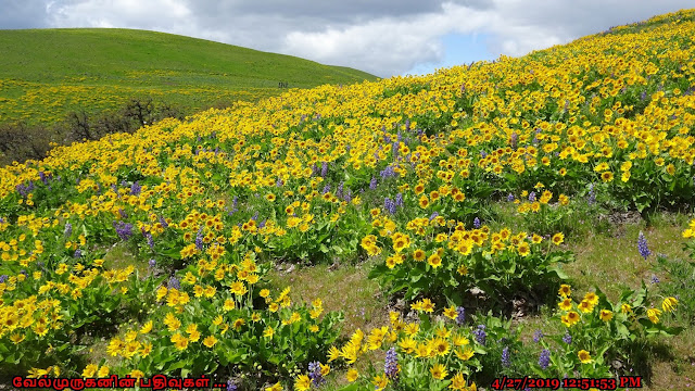 Balsamroot and lupine Dalles  Ranch